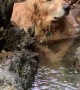 Golden Retriever Vibes In Stream
