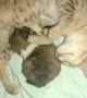Mama Cat Cuddles With Orphaned Pup