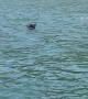 Bear Goes For A Dip In The Lake