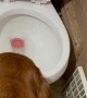 Bloodhound Drops Ball In Toilet