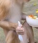 Monkey Chows Down On Some Fruit Salad