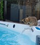 Bengal Cat Splashes In Water Feature