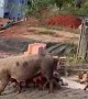 Piglet Litter Trots Alongside Sow
