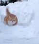 Cat Dashing Through The Snow