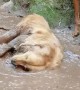 Golden Retriever Turns Mud Puddle Brown