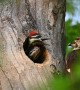 Woodpecker Feeds Its Chicks