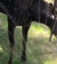 Sprinkler Moose