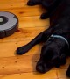 Dog Doesn't Budge For Vacuum