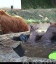 Bear Family Cools Off in Backyard Pond