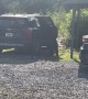 Bear Explores Vacationers' Cars