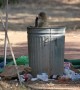 Dumpster Diving Monkeys