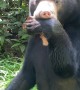 Sun Bear Standing on Hind Legs