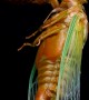 Cicada Emerges From Its Shell