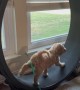 Goldendoodle Puppy Takes Cat Wheel For a Spin