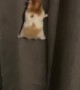 Hamster Attempts a Daring Climb Up a Curtain