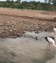 Convergence of Ancient Predators and Graceful Storks