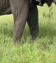 Majestic African Bush Elephant Grazes Peacefully