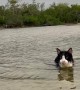 Cat Goes For a Swim