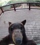 Troublemaking Bear Paws At New Security Camera