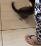 Curious Cat Helps Mop the Floor