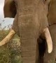 Majestic Giant: African Bush Elephant
