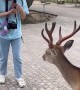 Nara Park in Japan is home to the friendliest bowing deer 