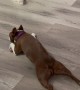 Boston Terrier Does a Running Sploot