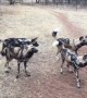 Painted Pack Of African Wild Dogs