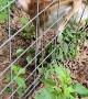 Man Frees Fawn's Foot From Fence