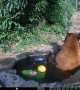 Mama Bear and Cub Take a Dip in Backyard Pond