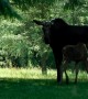 Feisty Moose Calf Confronts Sprinkler