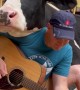 Cow Listens to Man Sing
