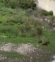 Wild Pigs in Italy