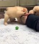 Little Man Viciously Piled On By Puppies