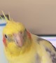 Cockatiel Coffee Time