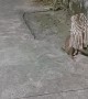 Monkey Plays Basketball With Watermelon