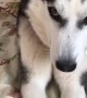 Siberian Husky Protests on the Bed