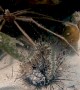 Sea Critters Make Meal of Dead Sea Urchin