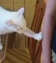 Deaf Cat Politely Asks For Pets