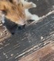 Pomeranian and Piglet Play Together