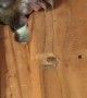 Possum Won't Stop Chewing Wall