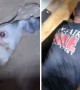 Firefighters rescue dog buried under shed