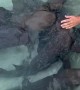 Instructor Talks to Nurse Sharks