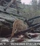 Mountain Lion Attacks An Elk