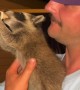 Bottle Time for Baby Raccoon