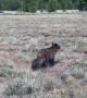 Even Grizzlies Look Both Ways Before Crossing the Street
