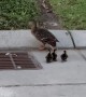 Rescuing Ducklings From A Storm Grate