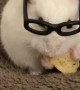 My hamster eating a banana biscotti treat with glasses on