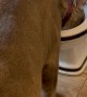 Pet Puma Drinks From Toilet