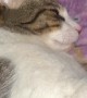 A Cat's Deep Sleep